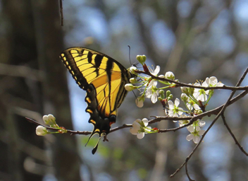 Eastern Tiger Swallowtail - male